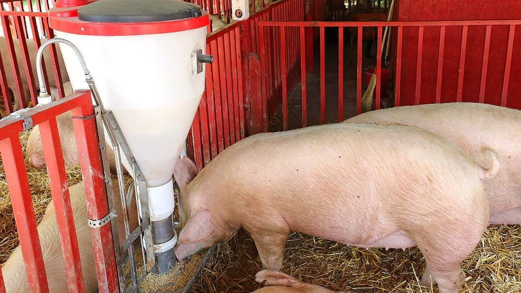 Mastschweine beim Fressen am Futterautomaten