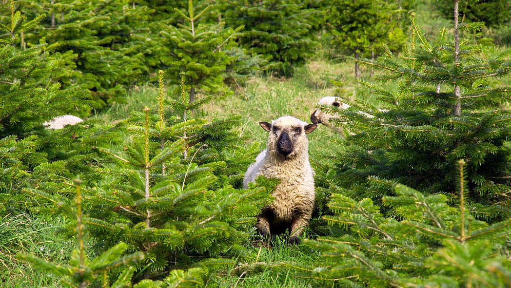 Schafe in einer Bioweihnachtsbaumplantage
