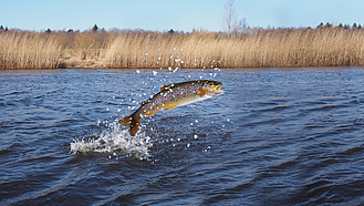 Lachs springt aus dem Wasser 