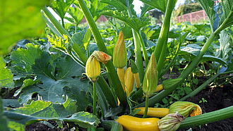 Zucchini-Pflanze mit Früchten und Blüten in einem Beet