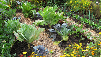 Bauerngarten mit verschiedenen Gemüsearten, Blumen und Holzhäckselwegen.