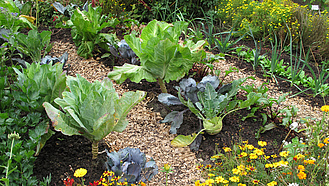 Bauerngarten mit verschiedenen Gemüsearten, Blumen und Holzhäckselwegen.