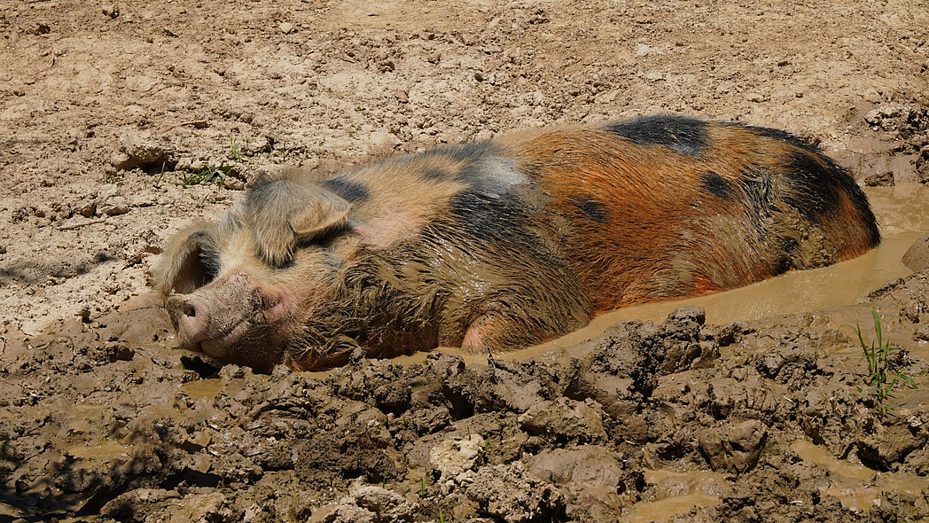 Hauschwein suhlt sich in Schlammpfütze