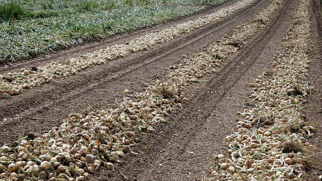 Gerodete Zwiebel liegen zum Vortrocknen in Reihen auf dem Feld.