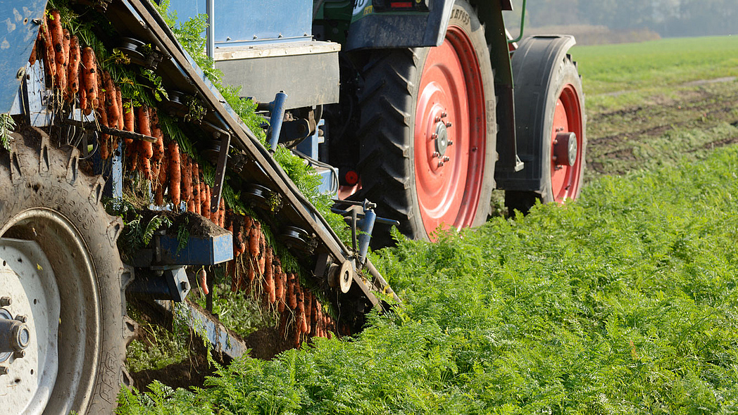 Möhrenernte mit dem Klemmbandroder Möhrenernte mit dem Klemmbandroder auf einem Feld. Gezogen von einem Traktor.