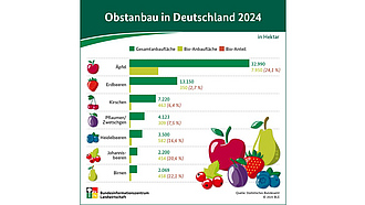 BZL-Infografik: Obstanbau in Deutschland 2024