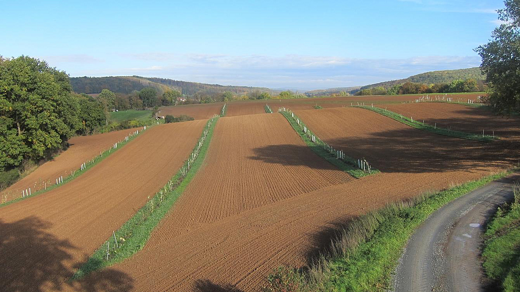 Auf einer frisch bestellte Ackerfläche sind in regelmäßigen Abständen Reihen gerade erst gepflanzter Bäume zu sehen.