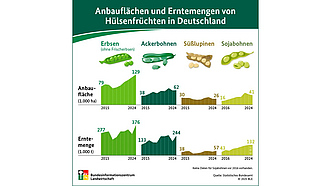 BZL-Infografik: Anbauflächen und Erntemengen von Hülsenfrüchten in Deutschland
