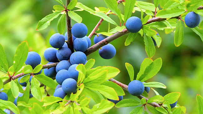 Früchte der Schlehe (Prunus spinosa)