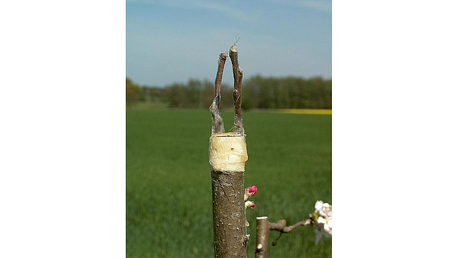 Frische Veredelungen an einem Apfelbaum.