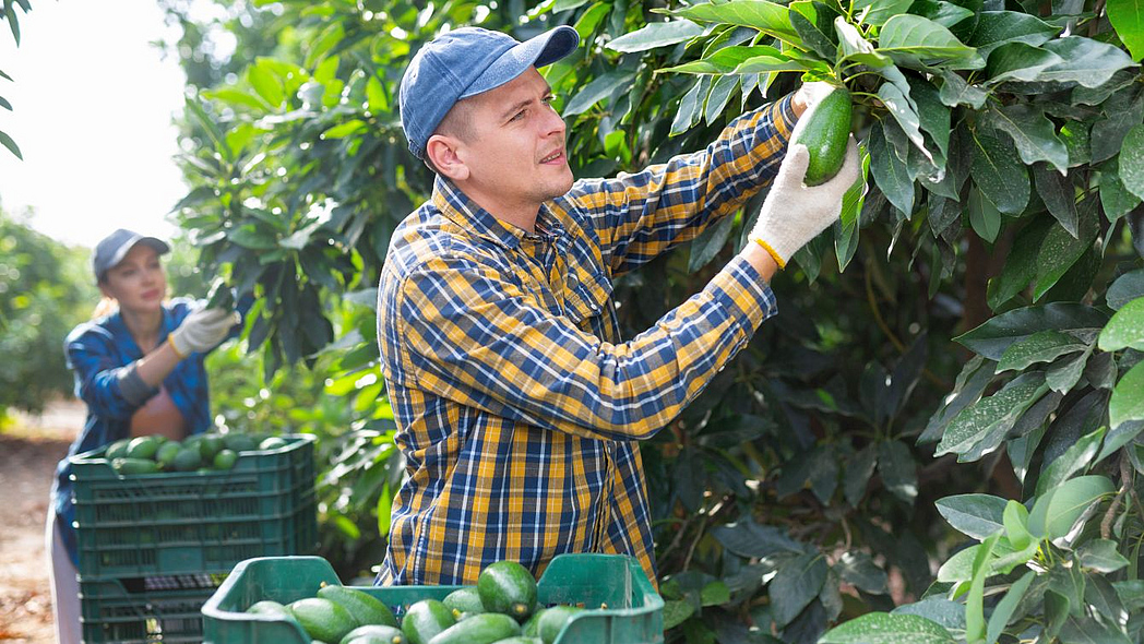 Zwei Landarbeiter bei der Avocadoernte