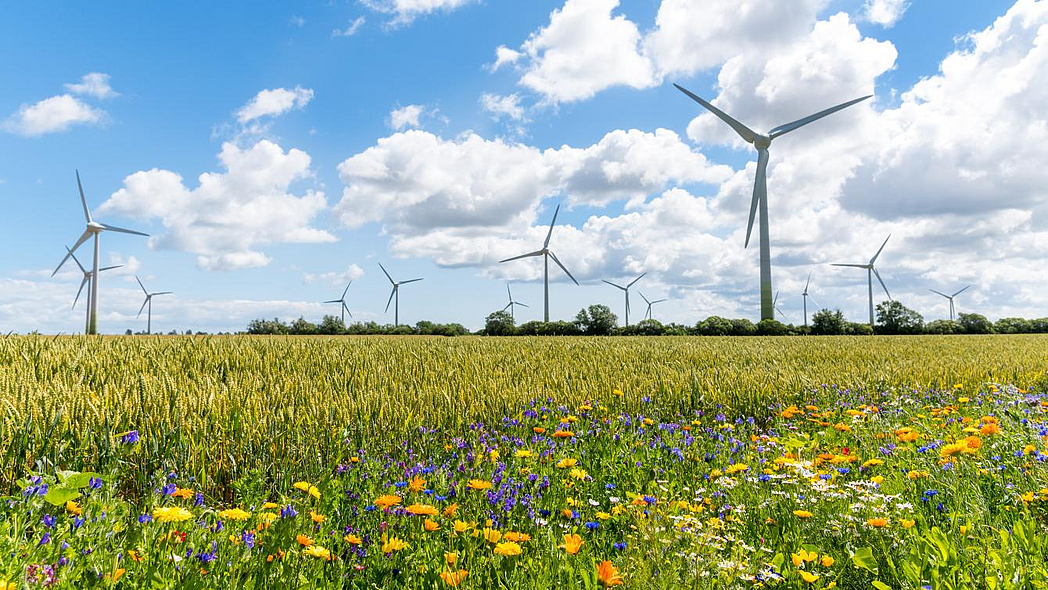 Blühstreifen an Getreidefeld. Im Hintergrund stehen Windräder.