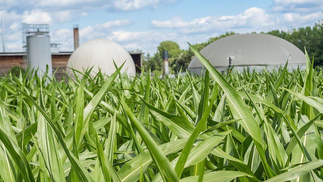 Maispflanzen, in Hintergrund eine Biogasanlage