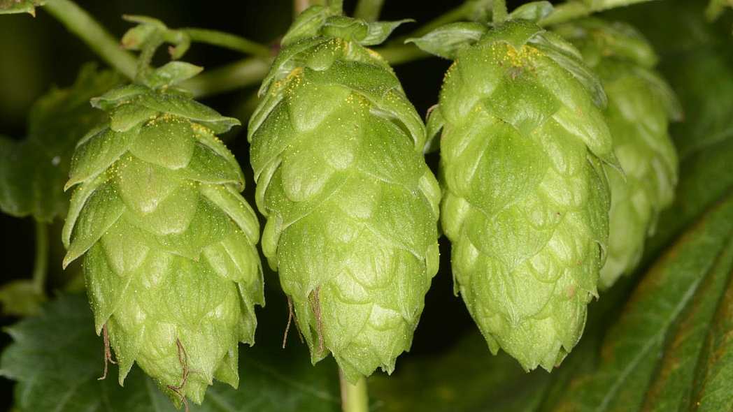 Hopfendolden am Hopfenstock, auf denen gelbe Harzkügelchen zu erkennen sind.