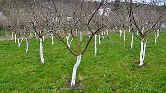 Obstbäume mit einem weiß angestrichenen Stamm stehen auf einer Plantage