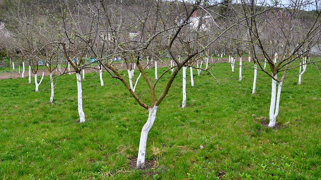 Obstbäume mit einem weiß angestrichenen Stamm stehen auf einer Plantage