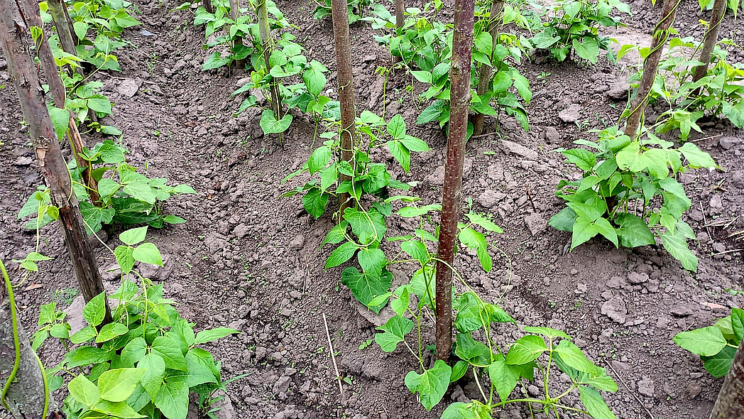 Junge Stangenbohnenpflanzen mit Rankhilfen im Garten.