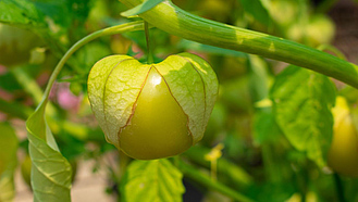 Gelbliche Tomatillofrucht mit aufgeplatzter Fruchthülle, an der Pflanze hängend