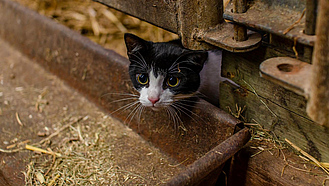 Eine Katze streckt den Kopf unter dem Gitter eines Stalls hervor