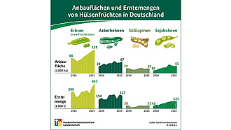 BZL-Infografik: Anbauflächen und Erntemengen von Hülsenfrüchten in Deutschland