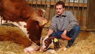 Landwirt ist mit Mutterrind und neugeborens Kalb im Stall