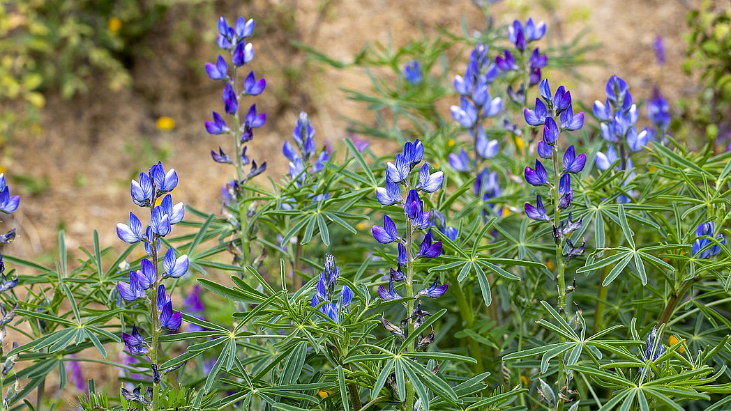 Blau blühende Lupinen