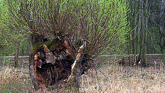 Eine alte Kopfweide mit hohlem Stamm