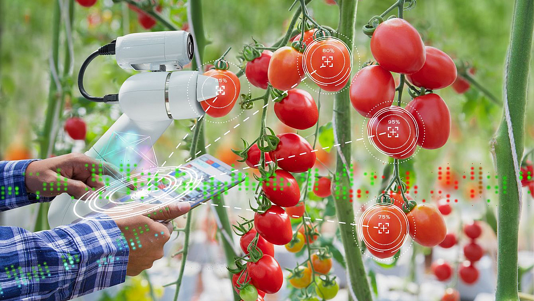 Männerhände mit Tablet und Roboterarm neben reifen Tomatenfrüchten.