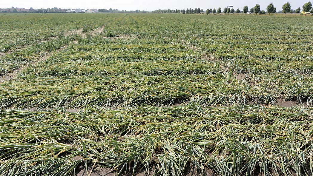 Feld mit Speisezwiebeln kurz vor der Ernte.