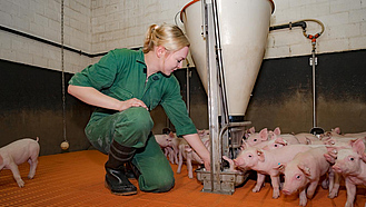 Schweinehalterin im Ferkelstall mit vielen Ferkeln