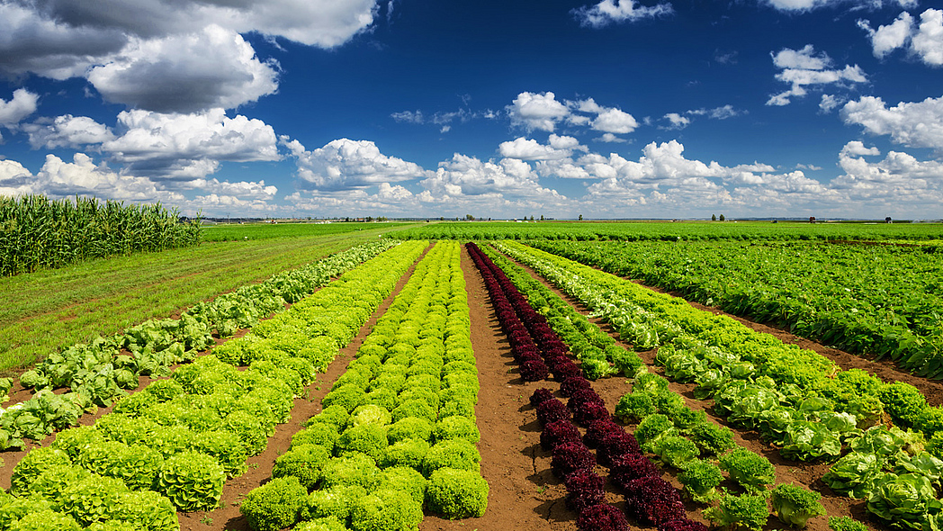 Viele grüne Salatköpfe werden auf einem Feld angebaut.