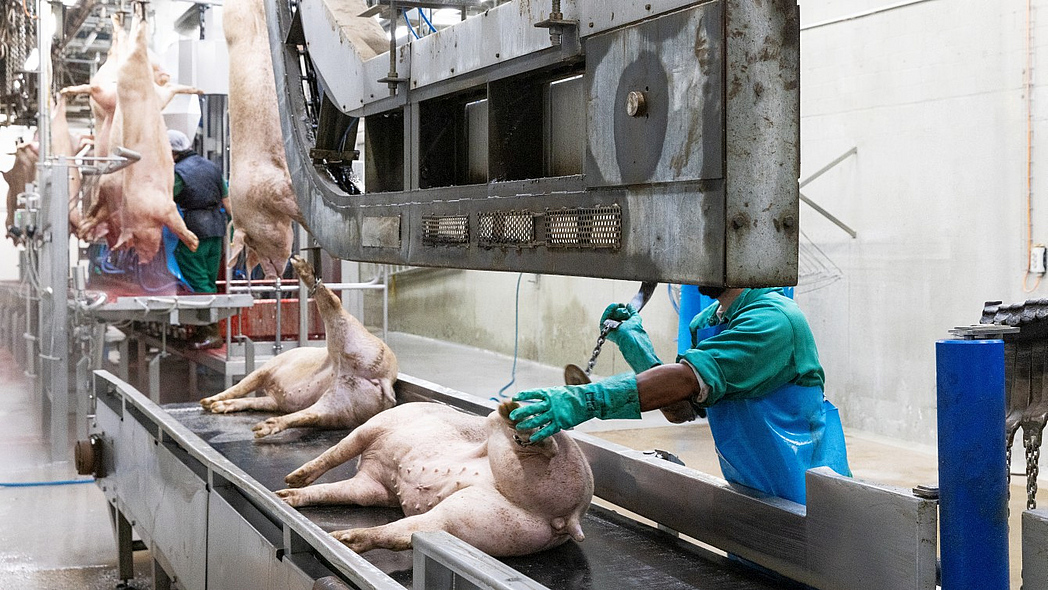 Betäubte Schweine auf einem Fließband kriegen von einem Schlachthof-Mitarbeiter eine Kette am Hinterbein angelegt und werden dann hängend weitertransportiert.