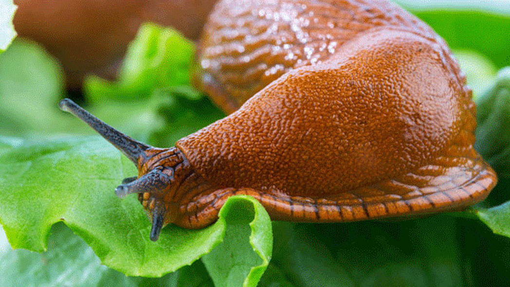 Schnecke auf einem Blatt