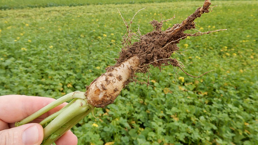 Hand hält eine Ölrettichpflanze so in die Kamera, dass die dicke Pfahlwurzel sichtbar ist. Dahinter ein Feld, das mit Ölrettich bewachsen ist.