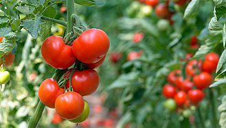 Tomatenpflanzen im Gewächshaus.
