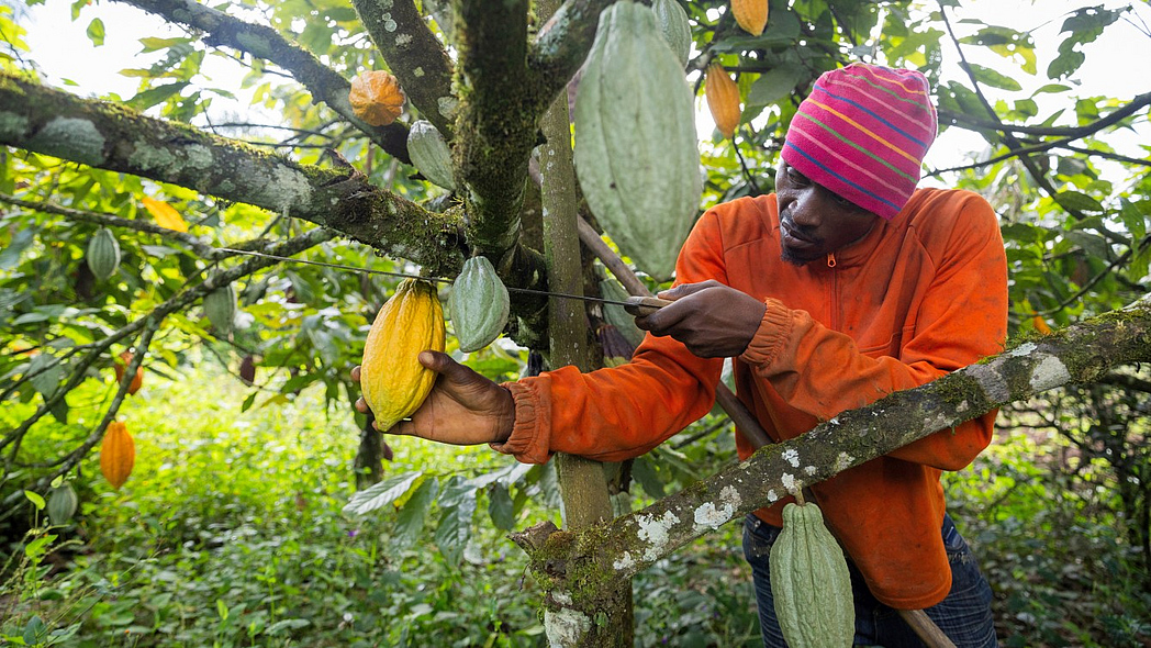 Ein Mann schneidet eine Kakaofrucht mit einer Machete vom Baum ab.