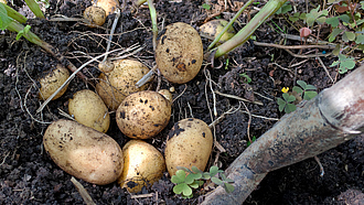 Kartoffeln in der Erde