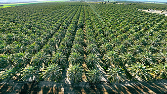 Luftaufnahme einer Palmölplantage
