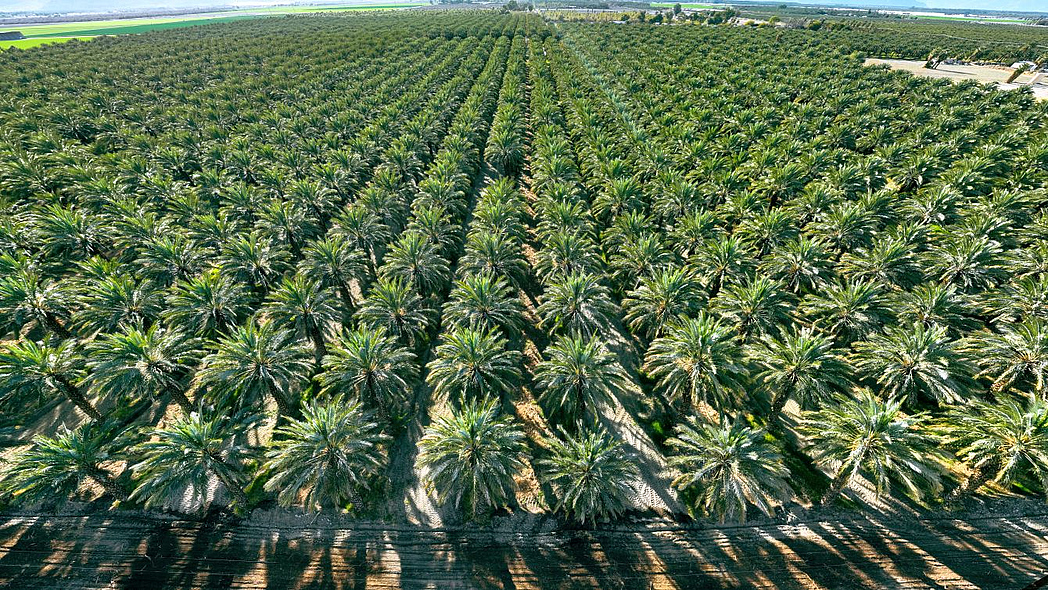 Luftaufnahme einer Palmölplantage