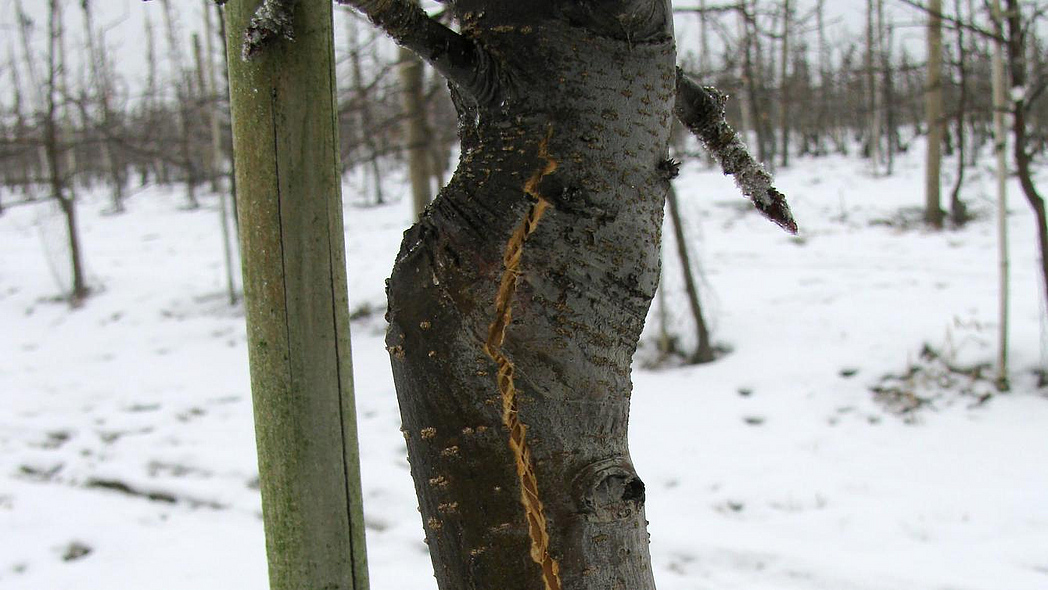 Nahaufnahme eines senkrechten Risses in der Rinde eines jungen Apfelbaums