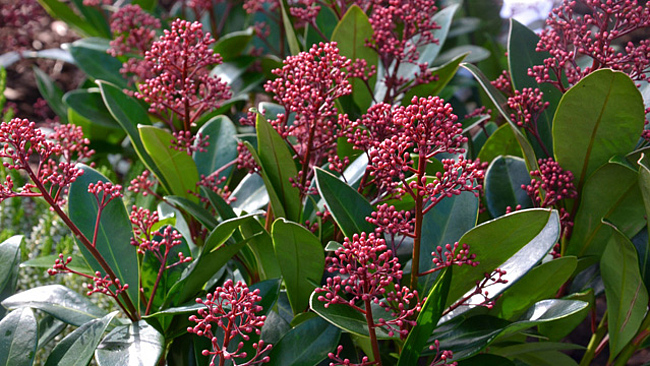 Skimmie (Skimmia japonica) im Knospenstadium