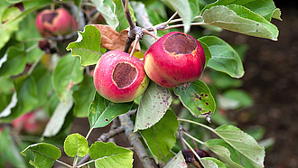 Zweige eines Apfelbaumes mit Blättern und Äpfeln mit braunen Flecken.