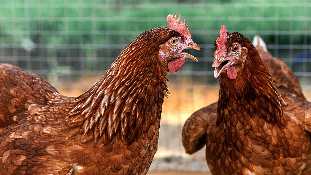 Zwei braune Legehennen mit geöffneten Schnäbeln.