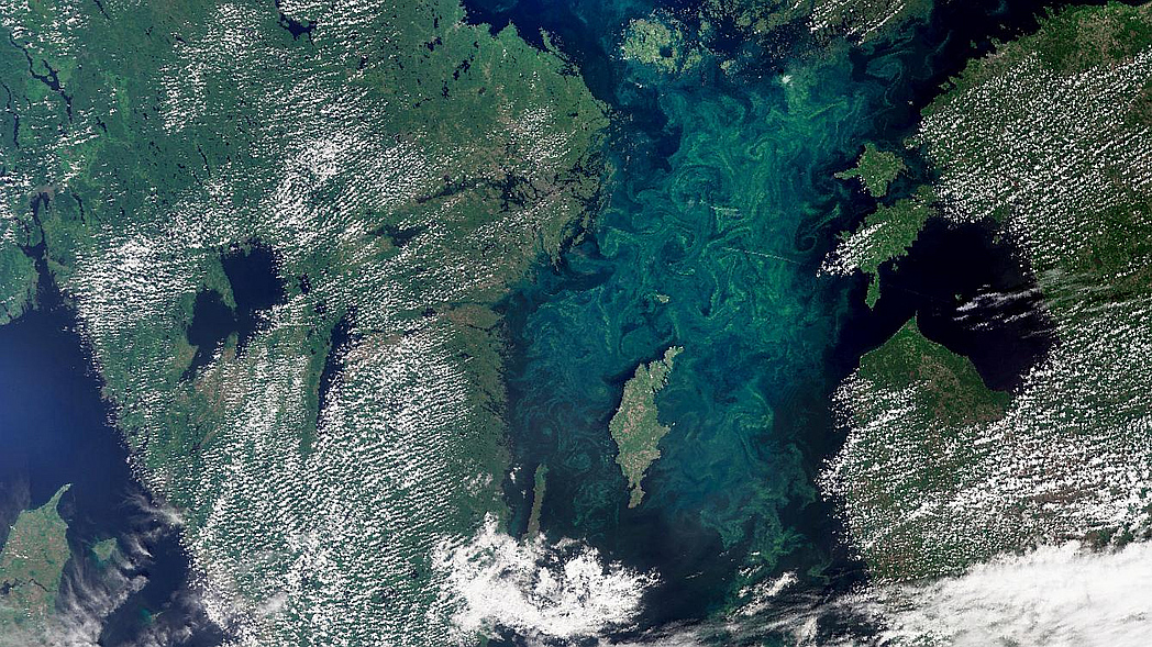 Satellitenaufnahme der Ostsee - genauer des baltischen Meers. Man sieht eine grünliche Färbung des Wassers durch Algen.