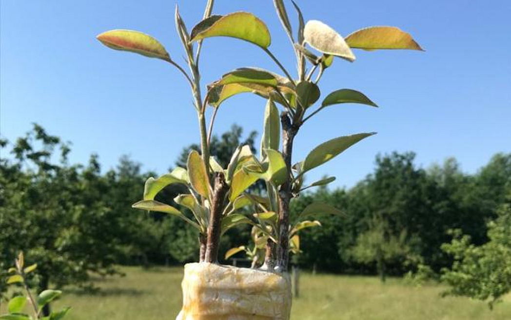 Aufgepfropfte Edelreiser an einem Birnenbaum 