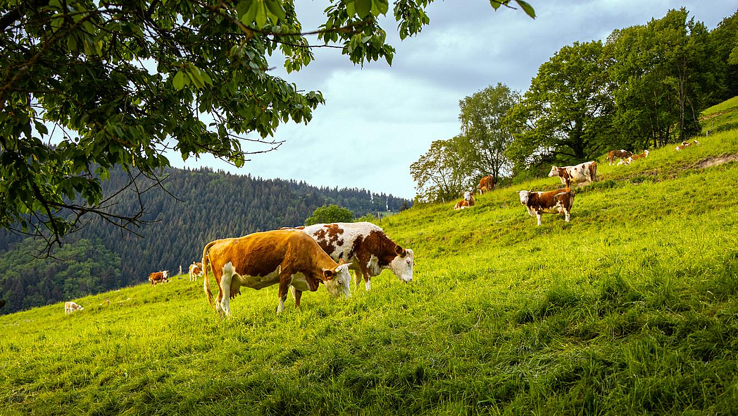 Zwei Rinder stehen auf einer grünen Weide
