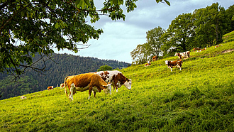 Zwei Rinder stehen auf einer grünen Weide