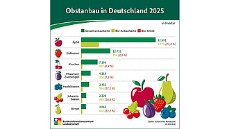 BZL-Infografik: Obstanbau in Deutschland 2024