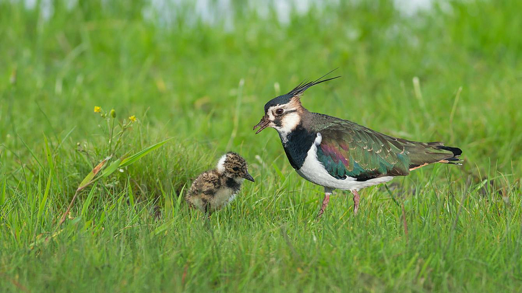 Ein Kiebitz mit einem Küken auf einer Wiese