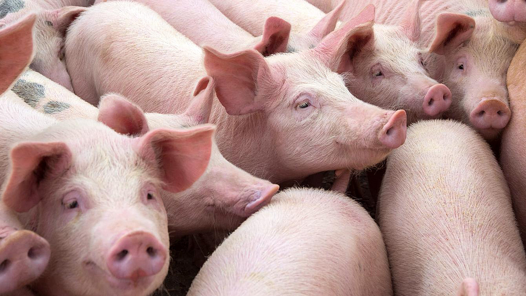 Mastschweine stehen dicht beieinander